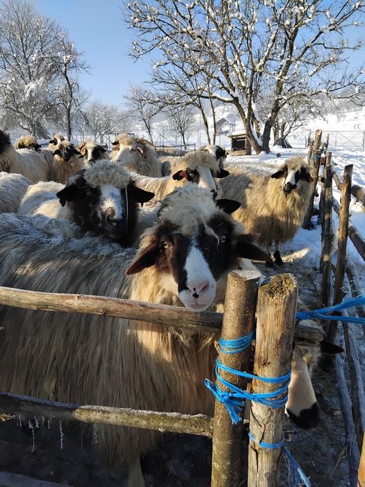 De vanzare oi gestante