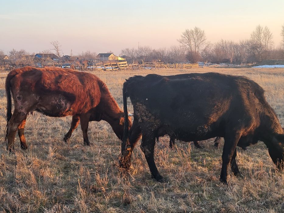 Продам скот коров Крс