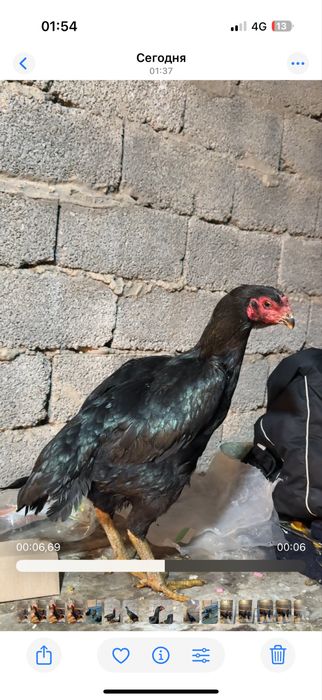 Таза ганой апрелски