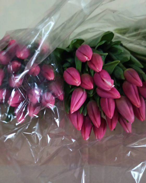 Тюльпаны оптом от 420 тенге