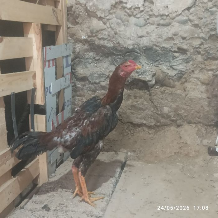 Joʻja horoz sotilad tovu par yahshi narsa arzon narxda!