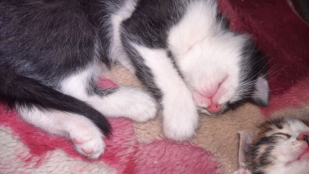 Onlayn külotlu porno videolar