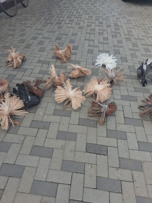 Vind porumbei rotati diferite culori