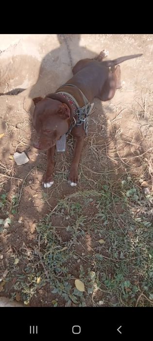 Пидбул сатылады 70000