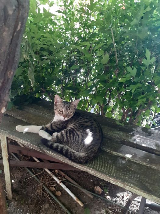 Pisici pentru adopție