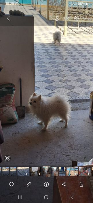 Шпиц таза канды герма