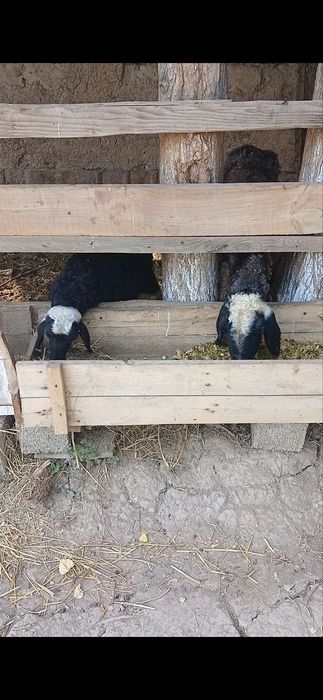 Ona bola qoy sotiladi bolasi Urgʻochi