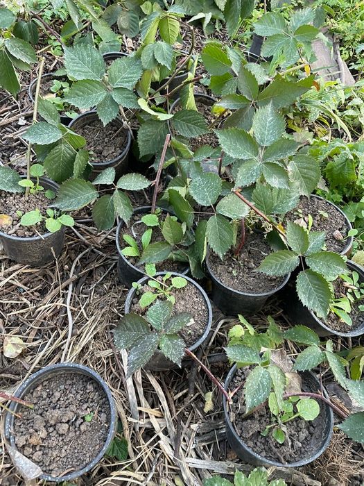 Ежевика Карака-Блэк саженцы