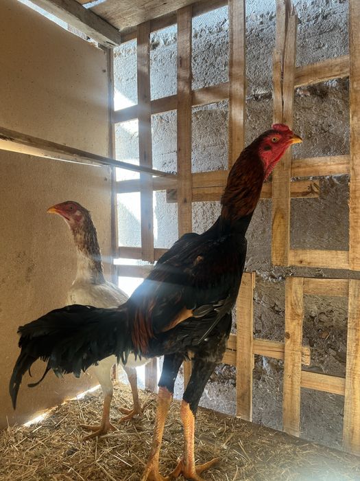 Бойцовский петух Дакан