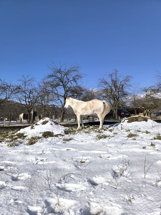 Iapă de vânzare ,vârstă 9 ani