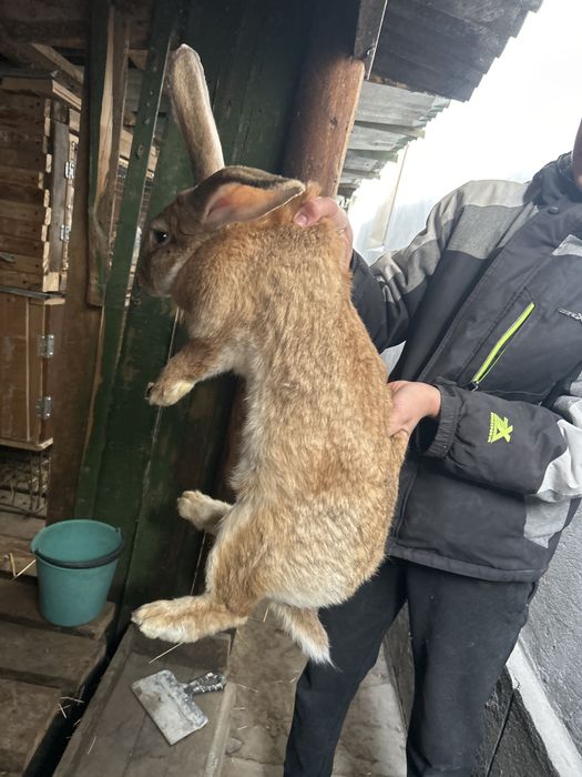 Продам Самку фландер с великаном