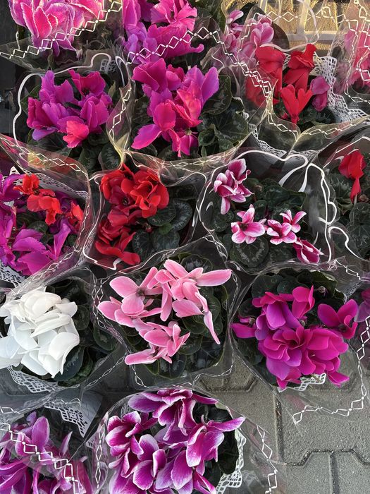 Flori naturale la preț redus