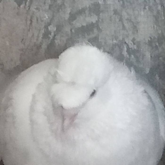 Продам домашних голубей.