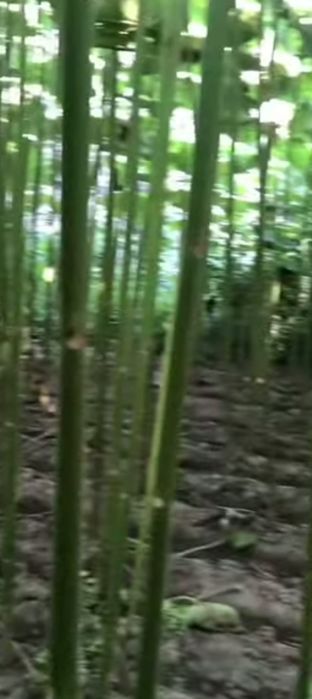 Sifatli Pavloniya koʻchatlari