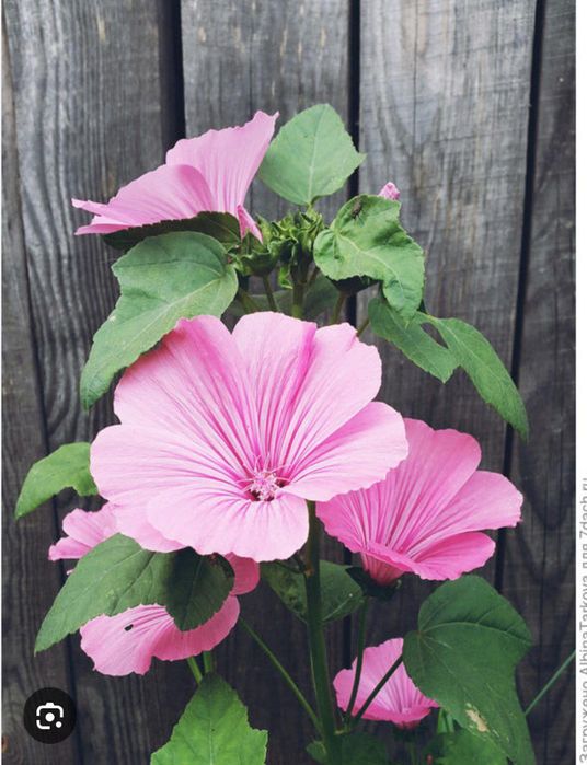 Чиройли гул уруглари бор