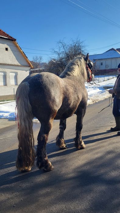 Vând armăsar 3 ani