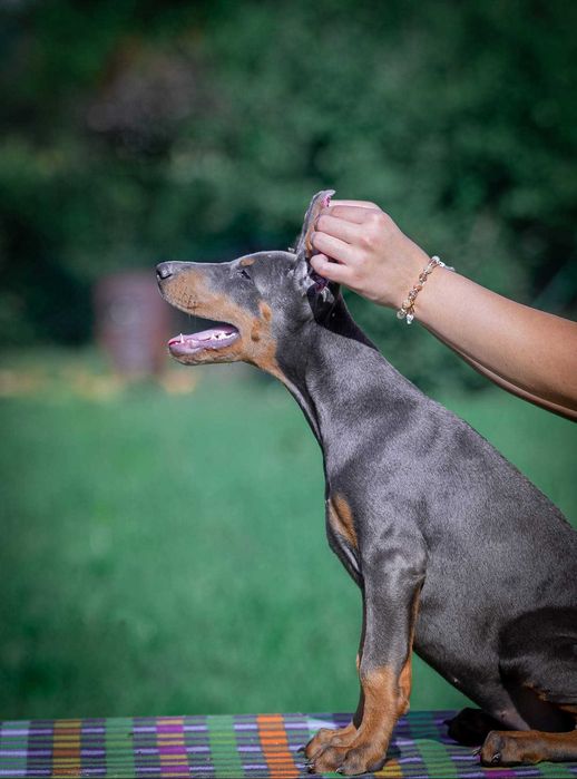 Щенки добермана с купированными ушами