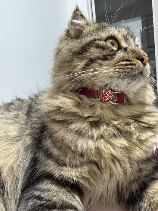 Отдаю кота в хорошие руки