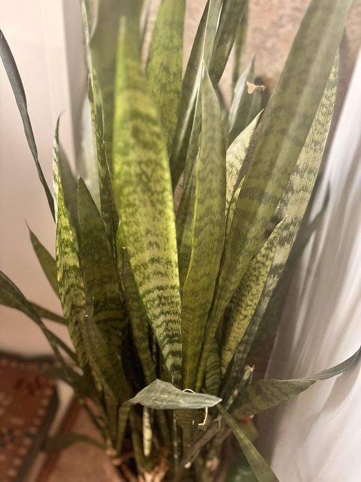 Тещин язык. Для офиса и дома