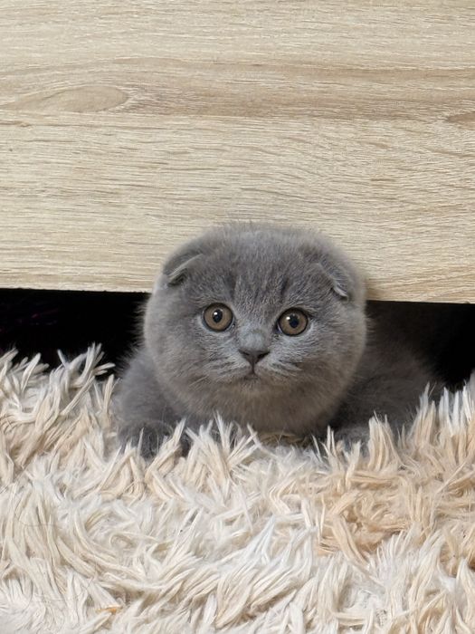 Продаются элитные котята