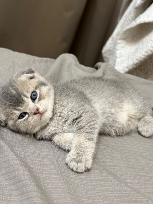 Продам котят шотландский