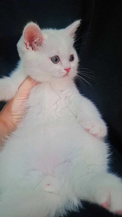 Mushukchalar Srochna sotiladi