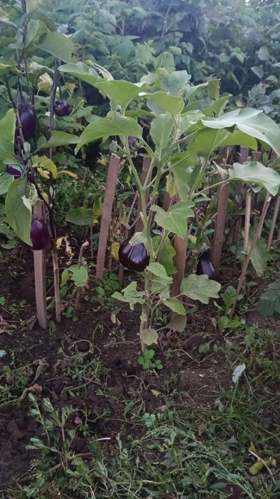 Срочно продам зимнюю дачу в городе