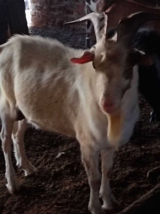 Vând țap metis boer