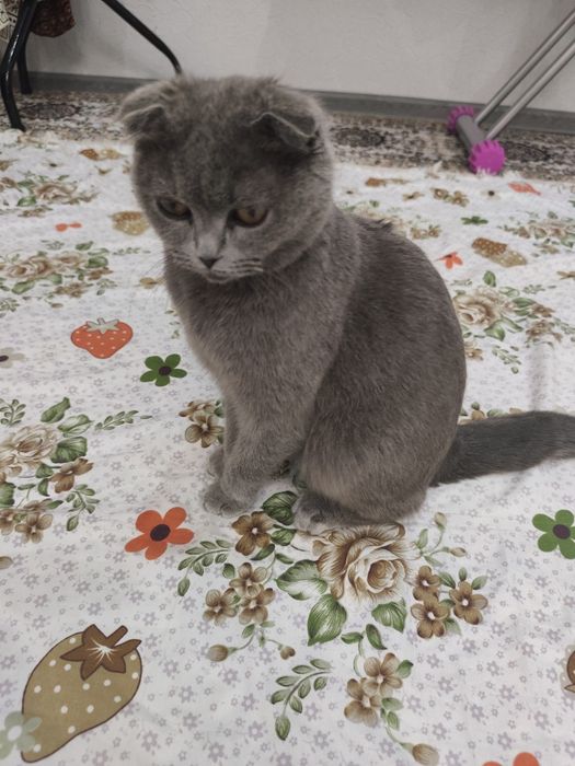 Продается кошка скоттиш фолд