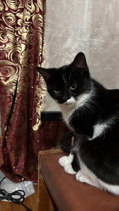 Отдам кошечку, мама веслоушка