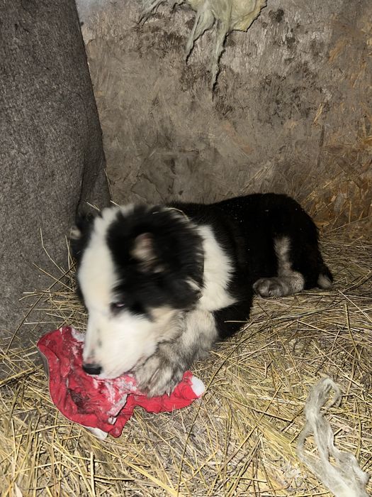 Тобет щенка 3месяц