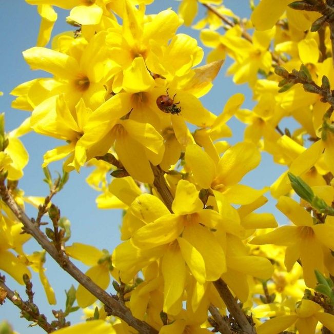 Саженцы Форзиции