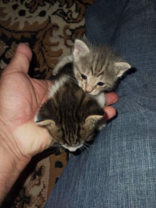 Mushuklar Bepul Котята Бесплатно Samarqand