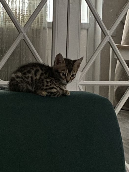 Продаются бенгальские котята