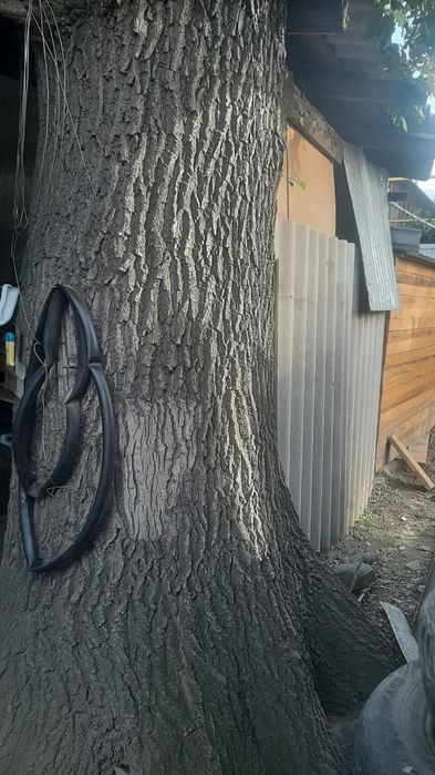 Продам дерево дуба