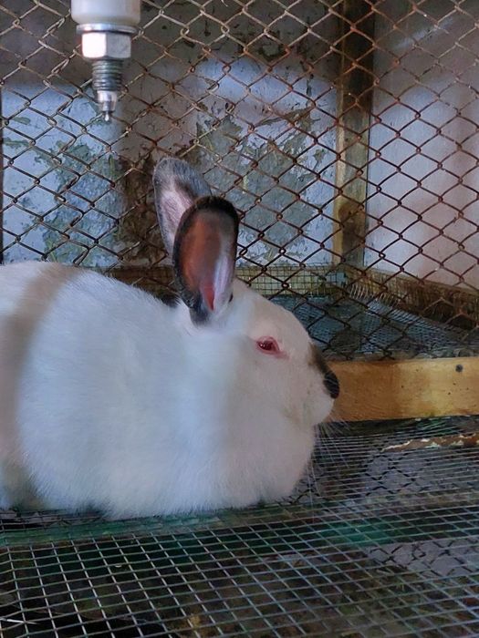 kalifornia quyonlari