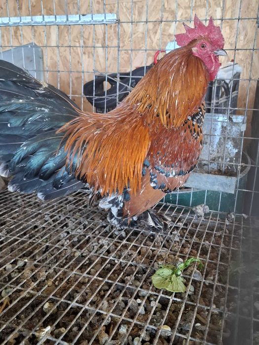Păsări de rasă Millefleur ( mii de flori) de vanzare