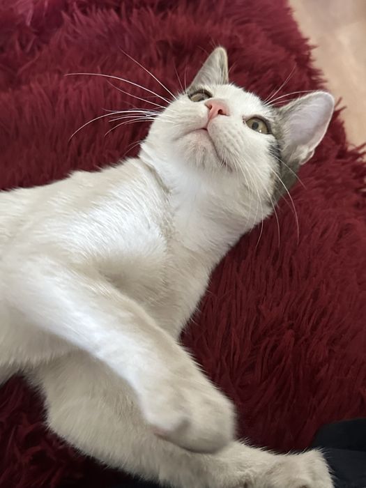 Найден котенок. Ищет дом