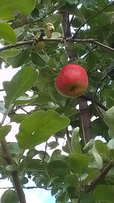 Продам дачу сад Мелиоратор 7