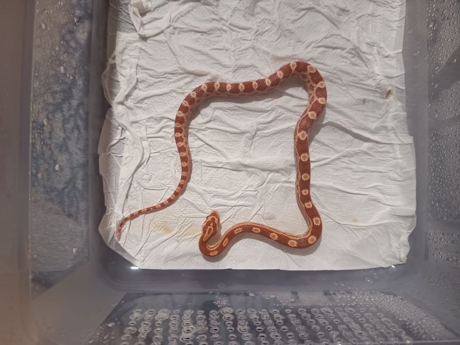 CornSnake & Piton Ball