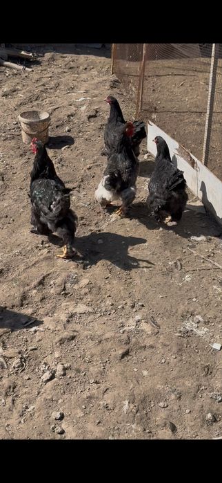 Продам курей молодые