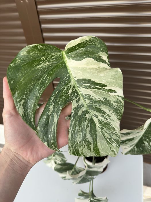Monstera Albo Variegata (Монстера Албо Вариегата)