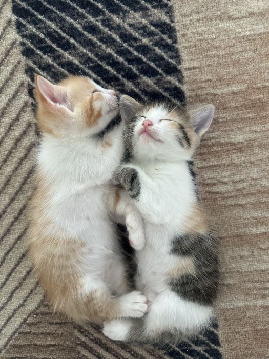 Котята бесплатно