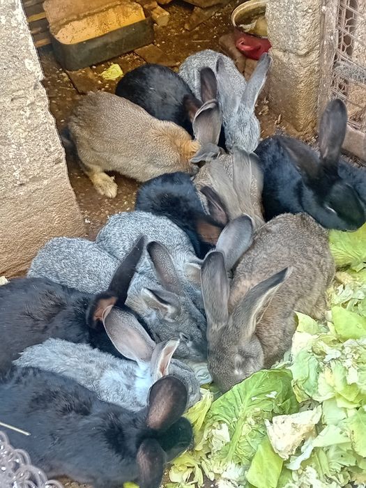 Carcasă 35 lei Klg ,3,5 Klg bucata!