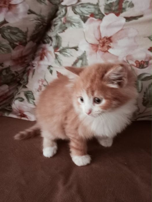 Отдадим котят в добрые руки
