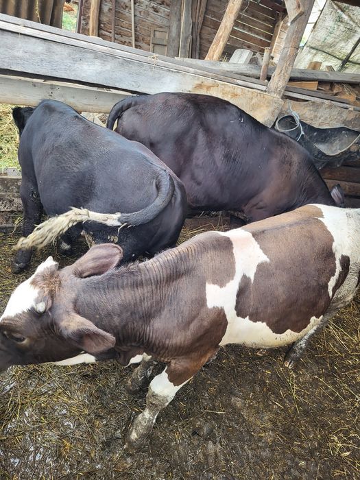 Vand 3 tauras 250kg