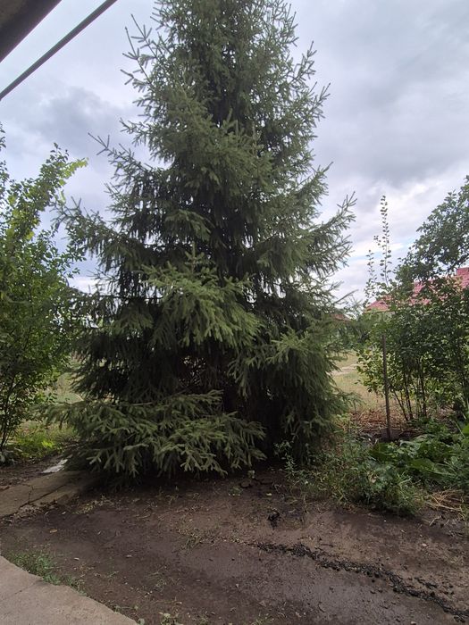 Сдаётся коттедж для  мероприятий,  проживания