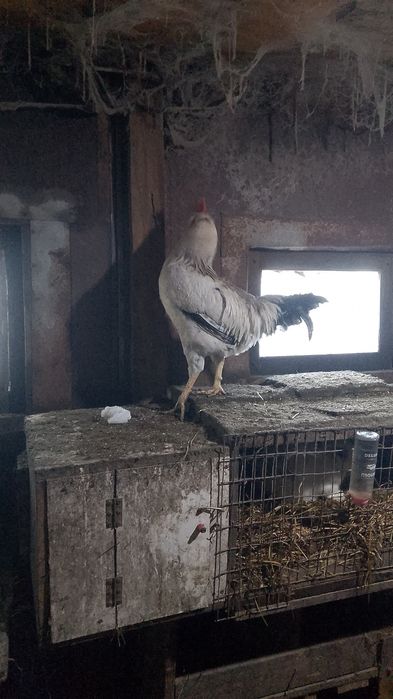 Продам домашний петуха