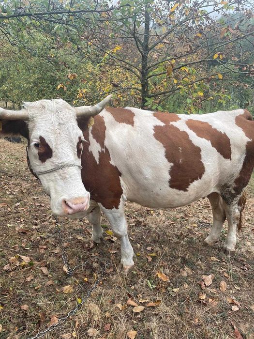 Vaca bălțată româneasca de vânzare