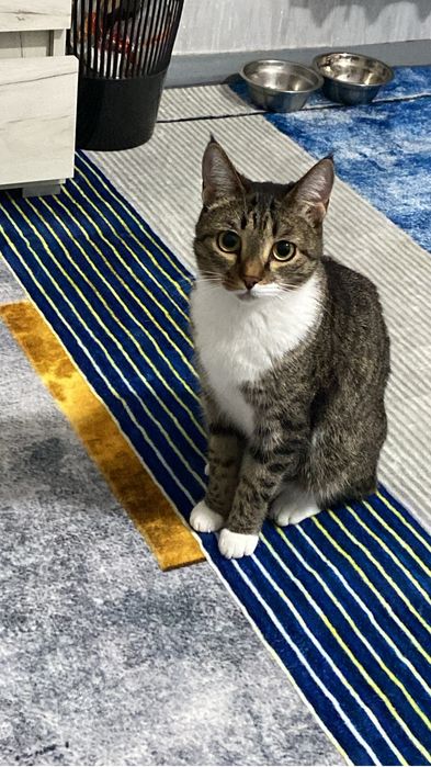 Отдам кошку, 1,5 года